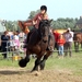 Trekpaarden-1 september-Roeselare-2013