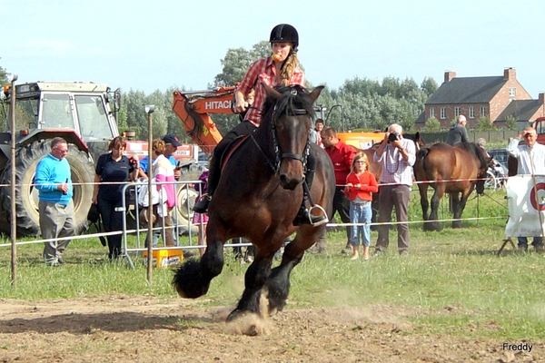 Trekpaarden-1 september-Roeselare-2013