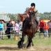 Trekpaarden-1 september-Roeselare-2013