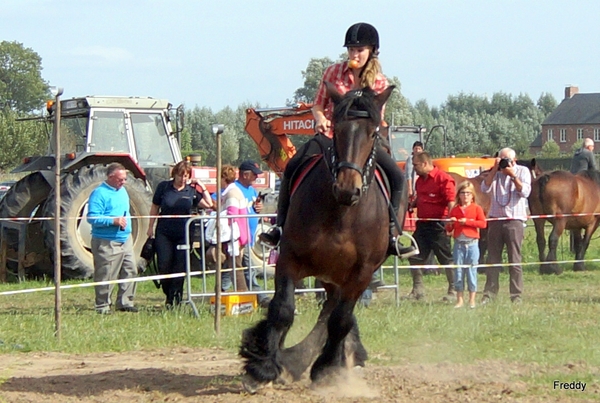 Trekpaarden-1 september-Roeselare-2013