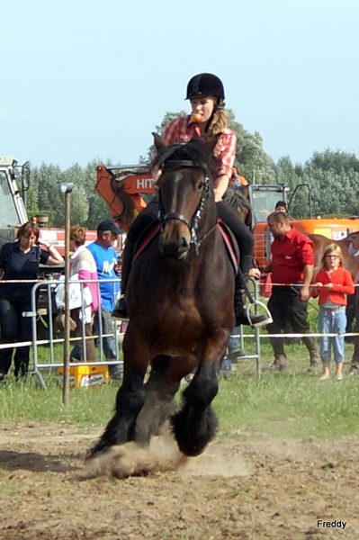 Trekpaarden-1 september-Roeselare-2013