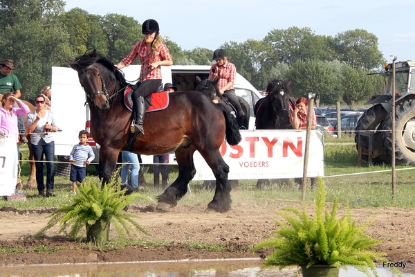 Trekpaarden-1 september-Roeselare-2013