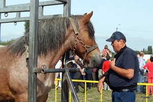 Trekpaarden-1 september-Roeselare-2013