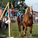 Trekpaarden-1 september-Roeselare-2013