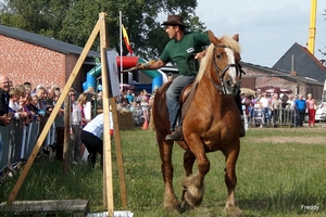 Trekpaarden-1 september-Roeselare-2013