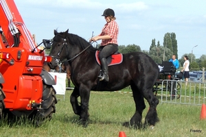 Trekpaarden-1 september-Roeselare-2013