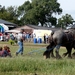 Trekpaarden-1 september-Roeselare-2013