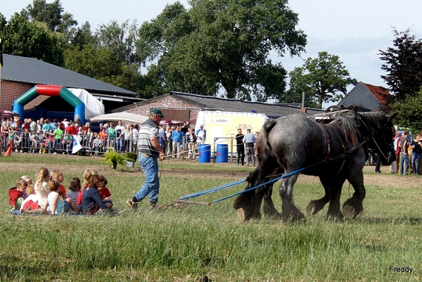 Trekpaarden-1 september-Roeselare-2013