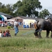 Trekpaarden-1 september-Roeselare-2013