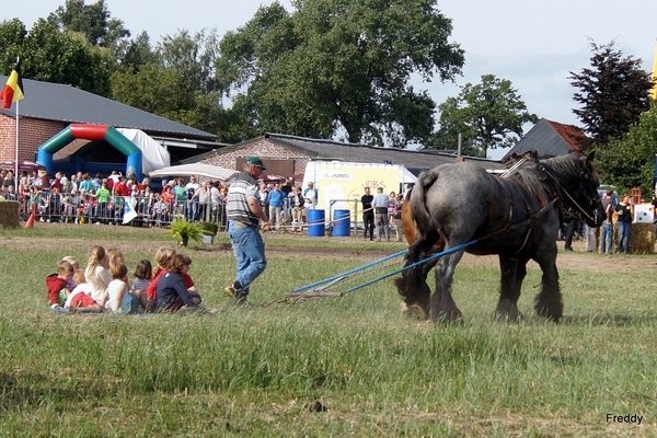 Trekpaarden-1 september-Roeselare-2013