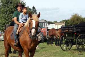 Trekpaarden-1 september-Roeselare-2013