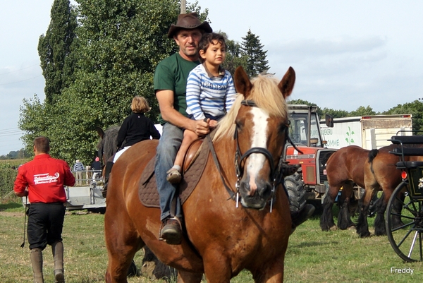 Trekpaarden-1 september-Roeselare-2013