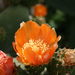 PORTUGAL - Algarve - Quartiera - kaktusbloem