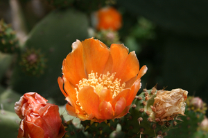 PORTUGAL - Algarve - Quartiera - kaktusbloem