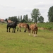 2013-09-01 Kampenhout 014