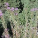 DSC00802