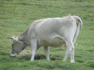 DSC00826