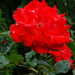DSC00142