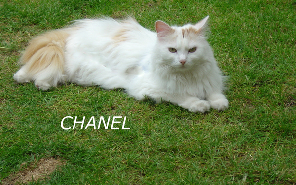 CHANEL