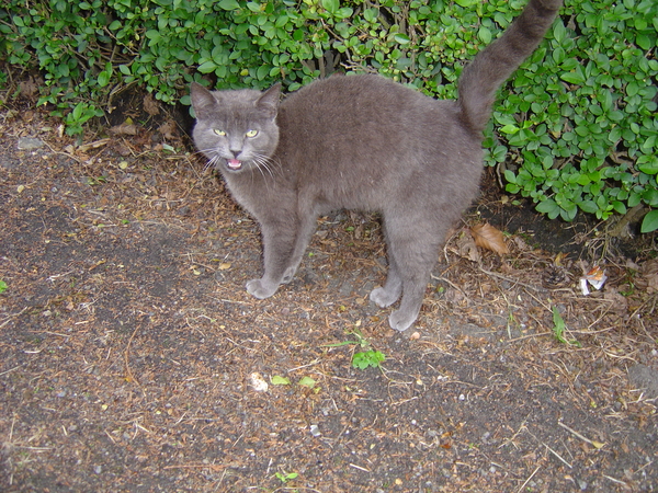 straatkat siebe
