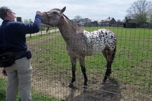 Borgloon 2013 04 28 (1)