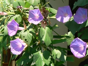 Mooie bloemen die alleen in volle zon open staan