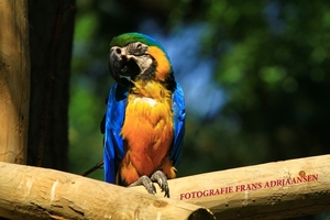 Beekse Bergen-21-7-2013-Frans-051