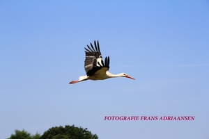 Beekse Bergen-21-7-2013-Frans-60 D 005-1