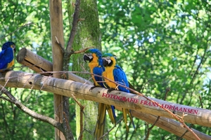 Beekse Bergen-21-7-2013-Frans-60 D 026