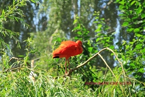 Beekse Bergen-21-7-2013-Frans-60 D 029