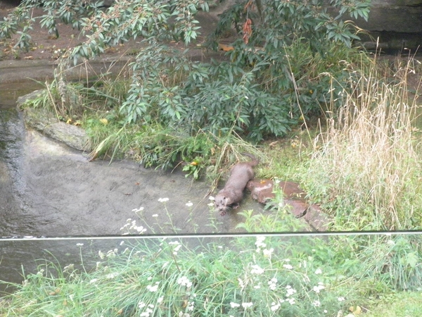 foto's midweek keulen duitsland 281