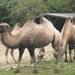 foto's midweek keulen duitsland 282