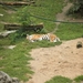 foto's midweek keulen duitsland 299