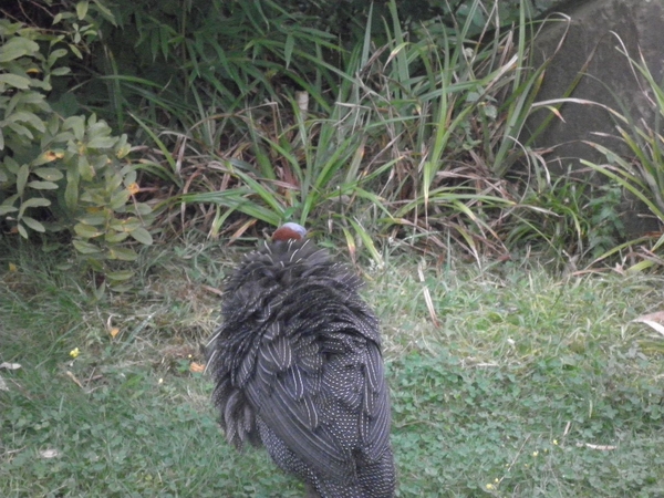 foto's midweek keulen duitsland 303