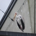 foto's midweek keulen duitsland 305