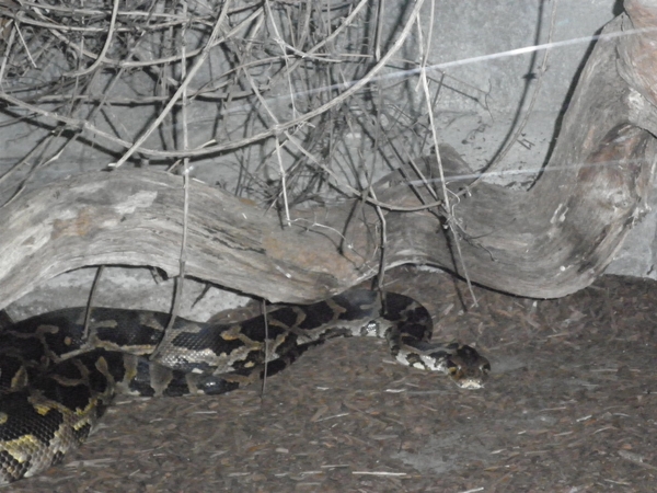 foto's midweek keulen duitsland 311