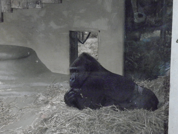 foto's midweek keulen duitsland 315