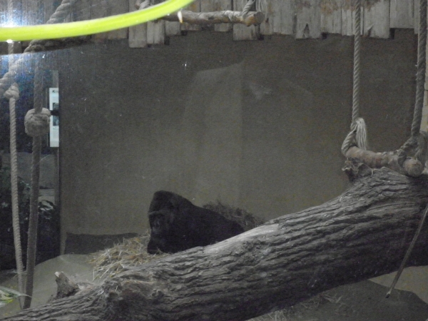 foto's midweek keulen duitsland 317