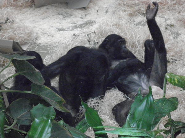 foto's midweek keulen duitsland 320