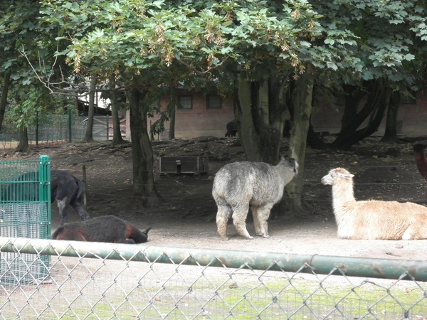 foto's midweek keulen duitsland 338