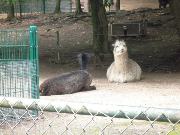 foto's midweek keulen duitsland 344