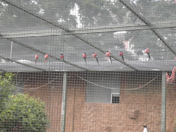 foto's midweek keulen duitsland 351