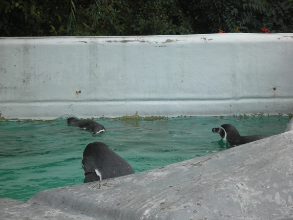 foto's midweek keulen duitsland 356