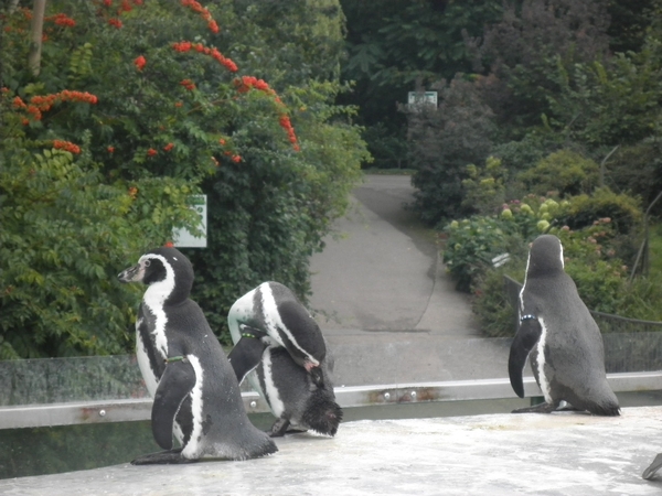 foto's midweek keulen duitsland 357