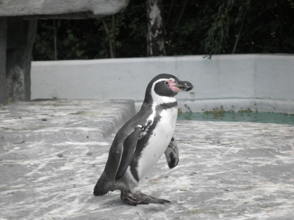 foto's midweek keulen duitsland 358