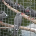 foto's midweek keulen duitsland 360