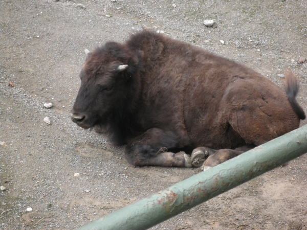 foto's midweek keulen duitsland 364