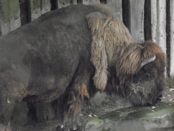 foto's midweek keulen duitsland 365