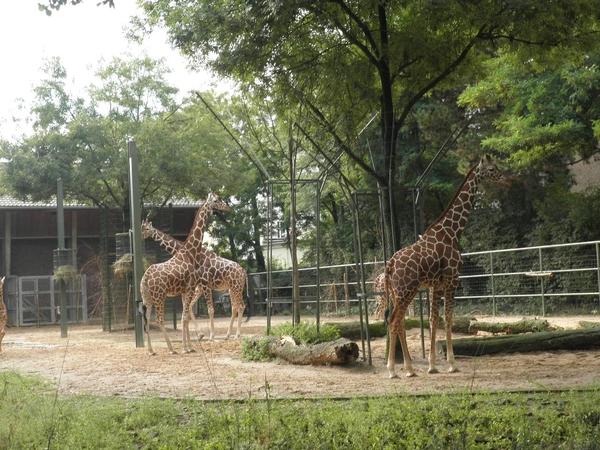 foto's midweek keulen duitsland 370