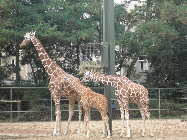 foto's midweek keulen duitsland 375